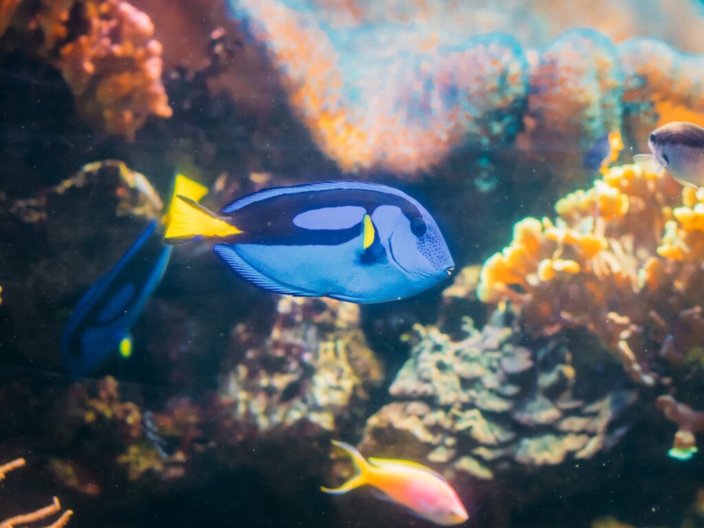 宮古島で見ることができる魚の種類の一つ、キツネベラ