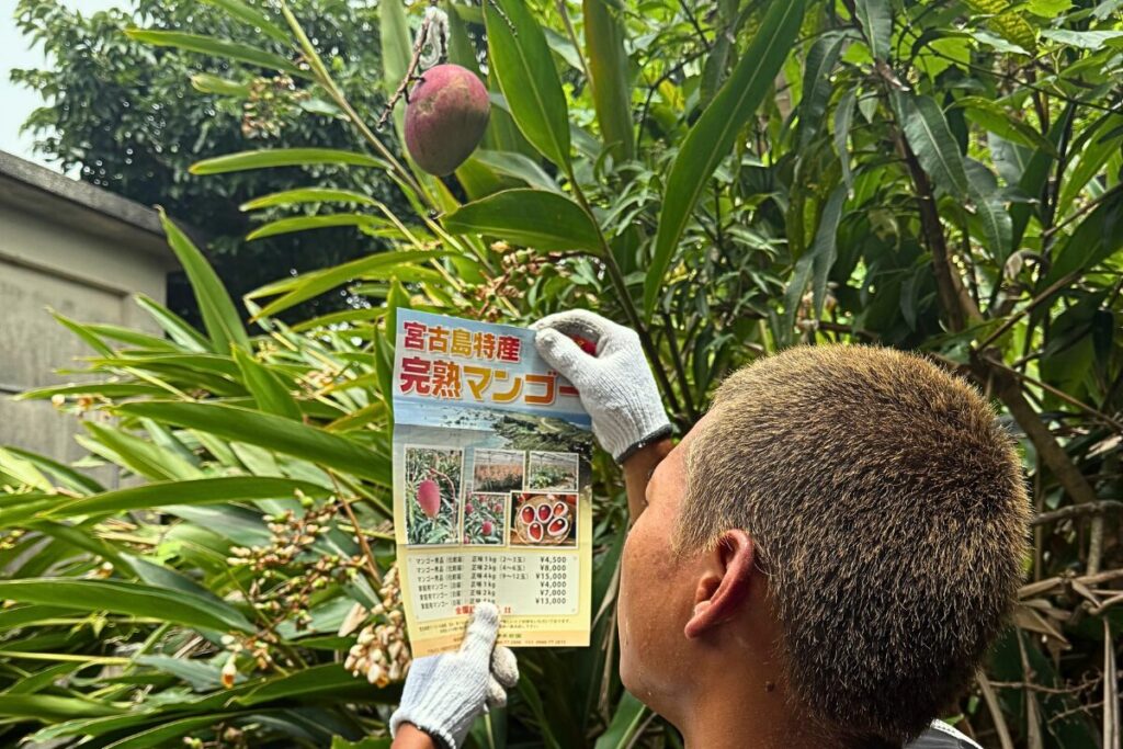 自宅になったマンゴーを見ている男