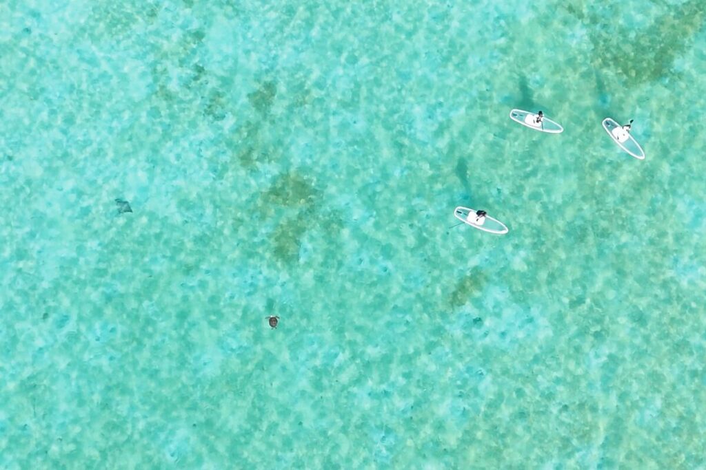 ウミガメとエイとほのかちゃんときよかさんを遺書に撮れた一枚