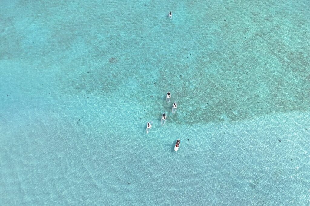 広い海の上で皆固まって進む様子が可愛い