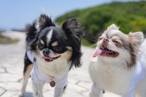【サンライズツアー】🌅長谷川さん親子＆ワンちゃんと特別な朝時間🐶🏝️