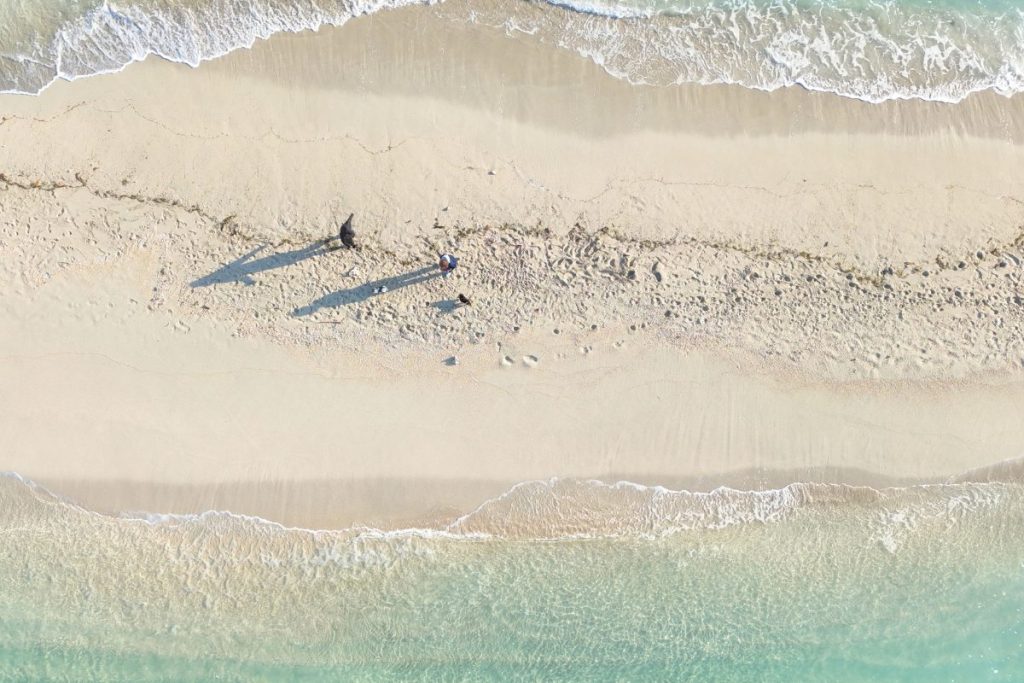 ユニの浜で戯れる長谷川親子とワンちゃんず